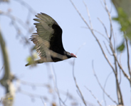 Turkey Vulture 1104